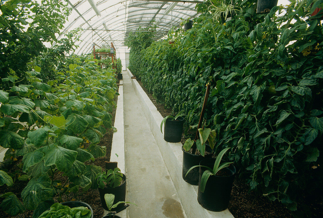 Greenhouse using hydroponic methods