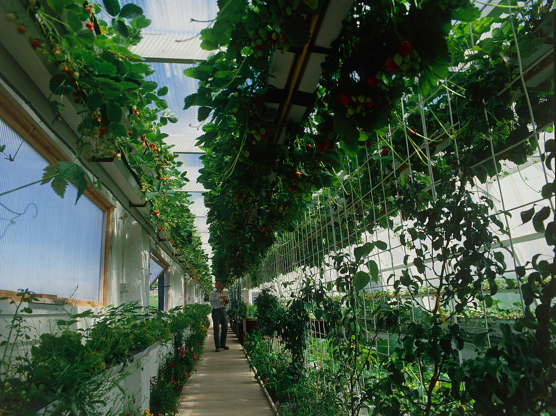 Robert Irvine with a crop of strawberries