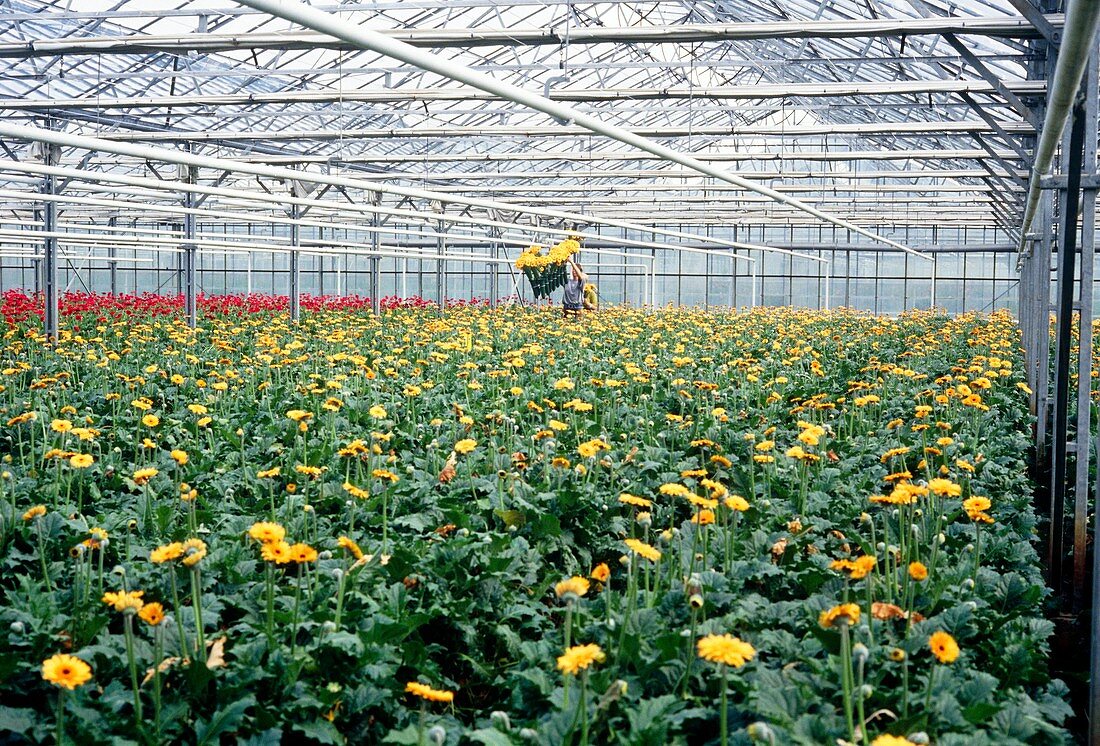 Glasshouse cultivation of Transvaal daisies