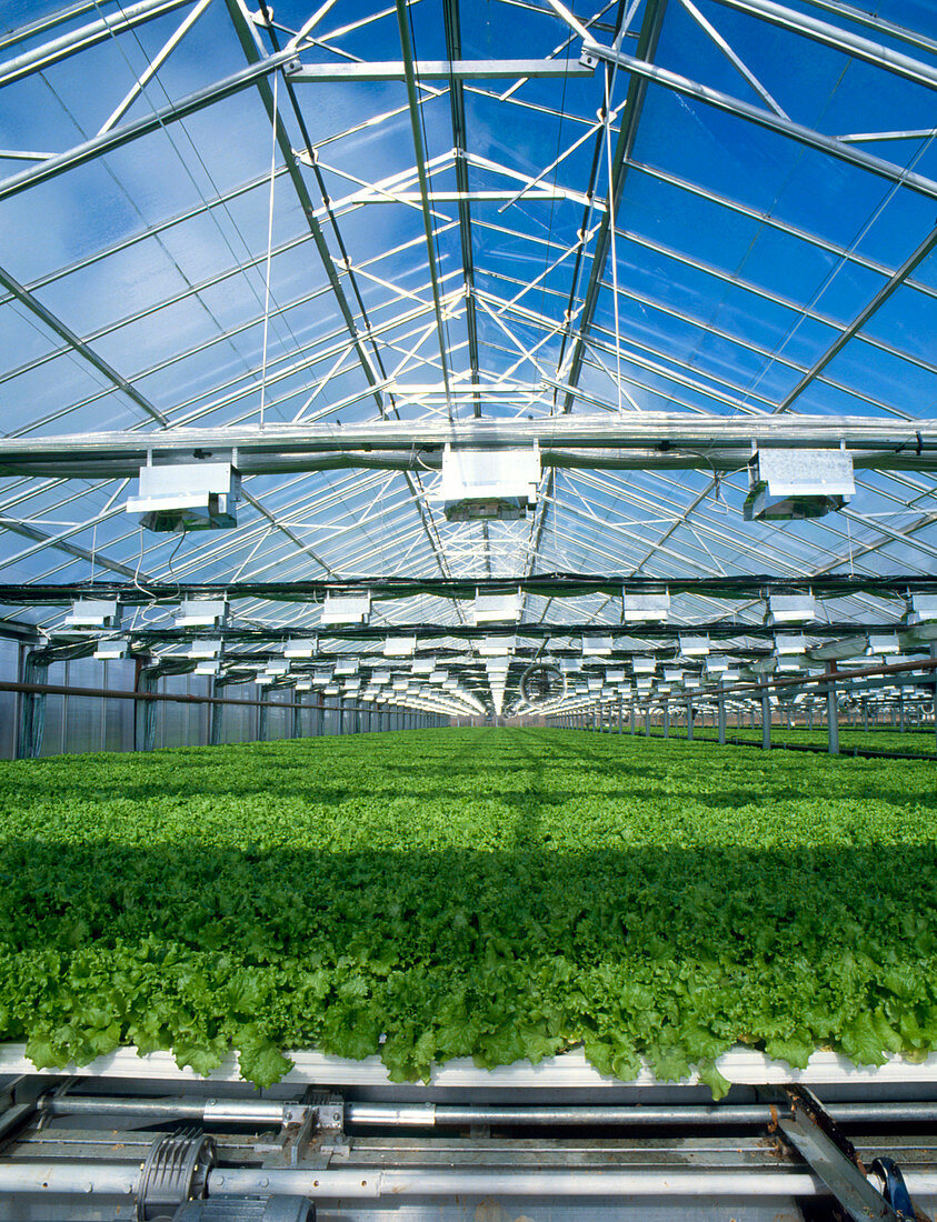 Cultivation of vegetables in a large greenhouse