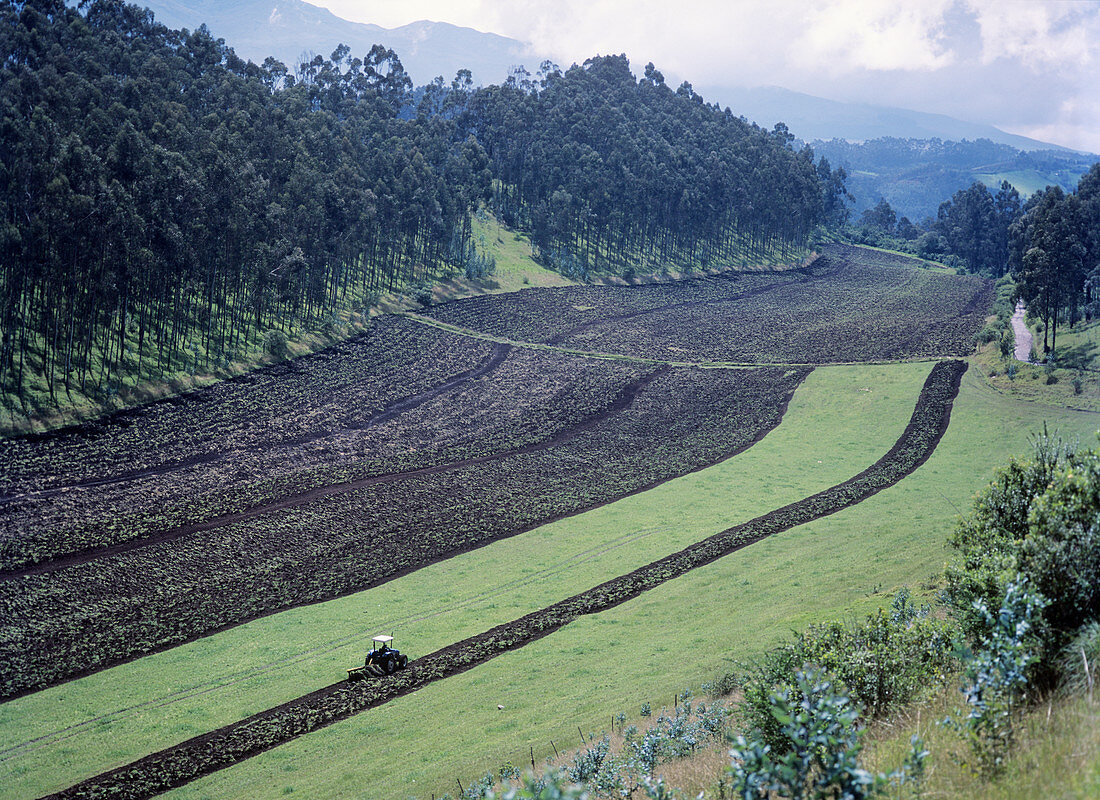 Plowing fields in the Ecuadorian Andes