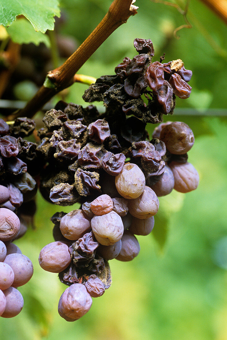 Noble rot on grapes