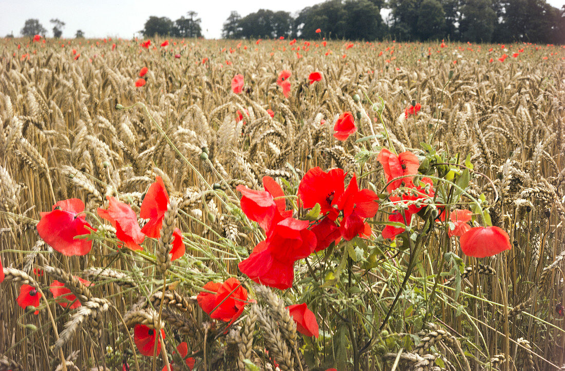 Poppies in a wheat field