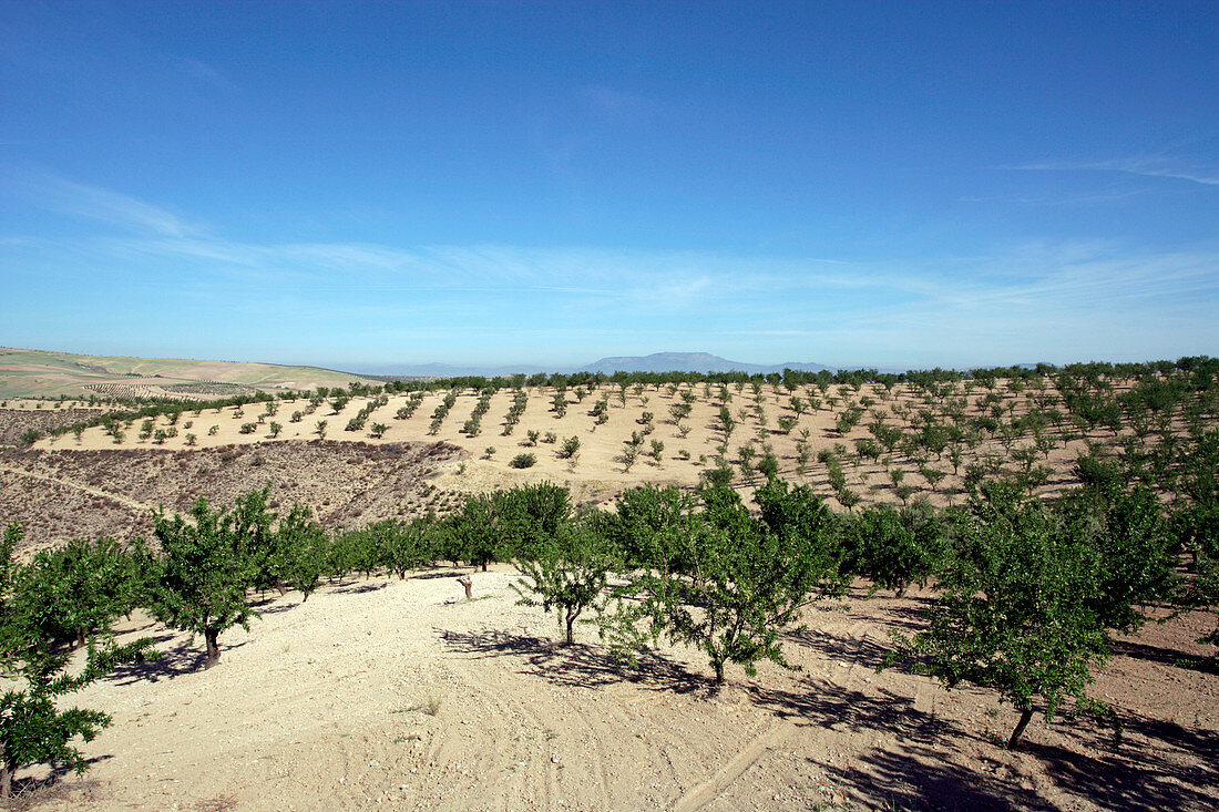 Almond plantation