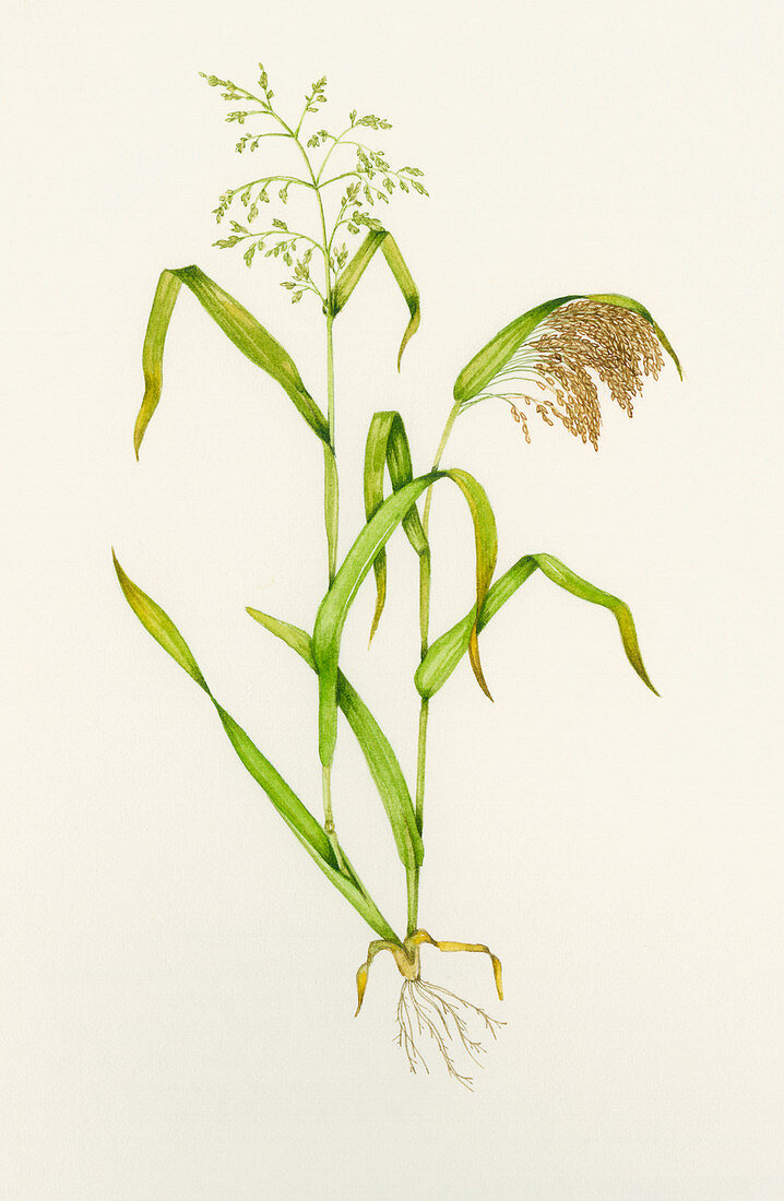 Proso millet (Panicum miliaceum),artwork