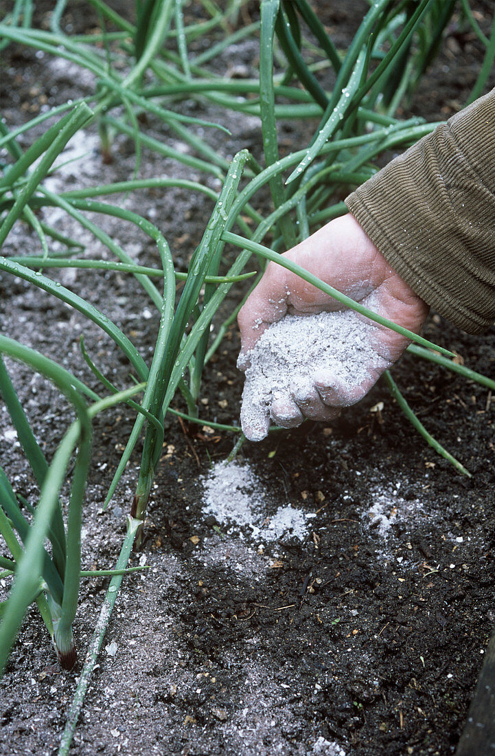 Gardener applying potash fertiliser