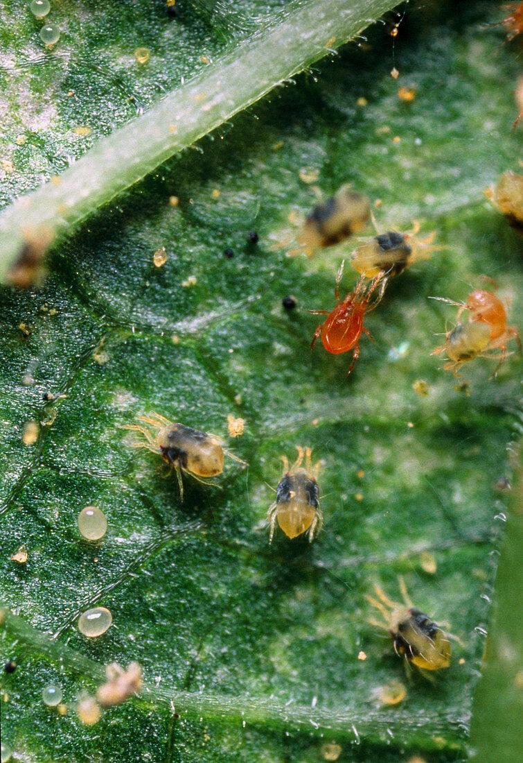 Orange predatory mite attacking spider mites