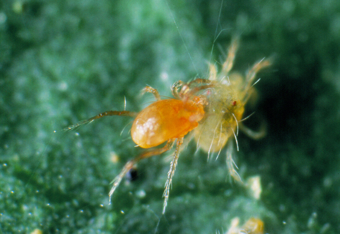 Orange predatory mite attacks spider mite