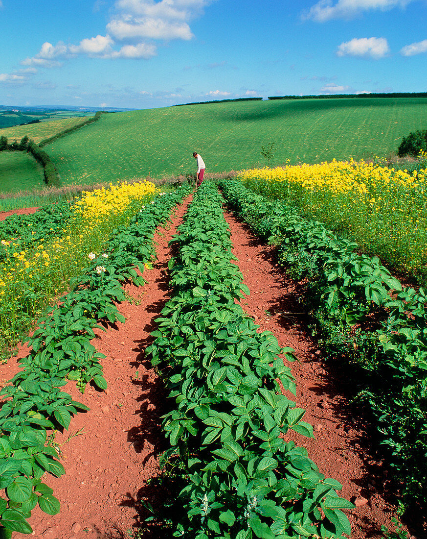 Potato plants flanked by mustard on organic farm