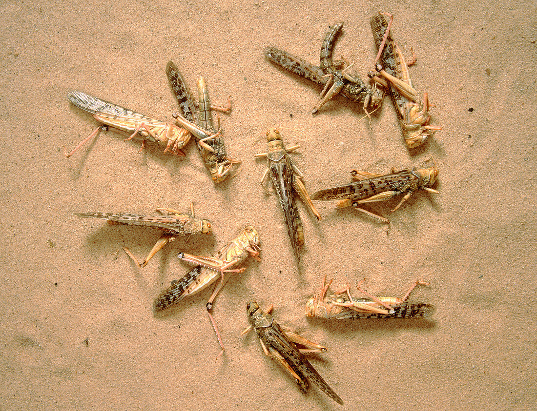 Pest control: dead desert locusts on sand