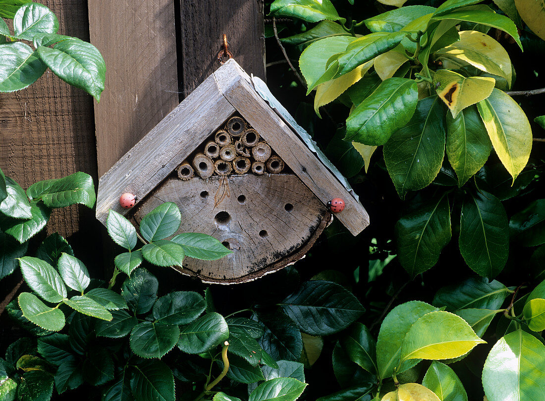 Winter shelter for helpful garden insects