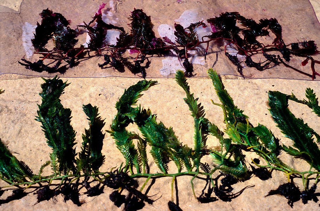 Invasive seaweed control