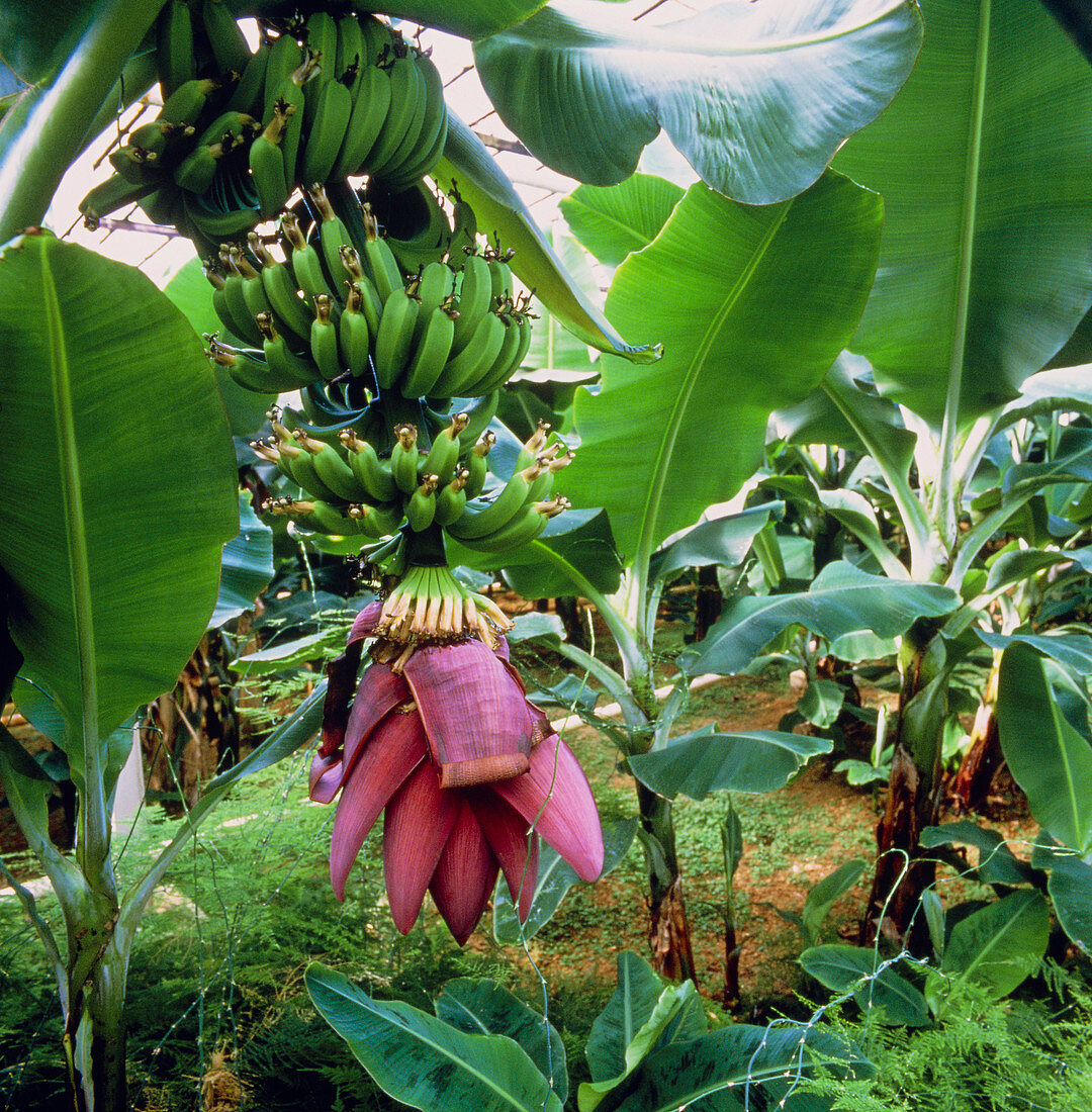 Banana trees in geothermally heated greenhouse