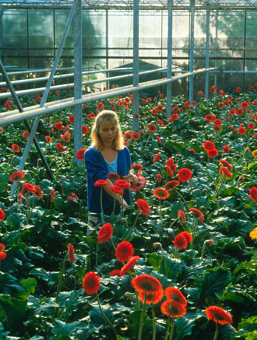 Woman harvesting greenhouse-grown gerbera flowers