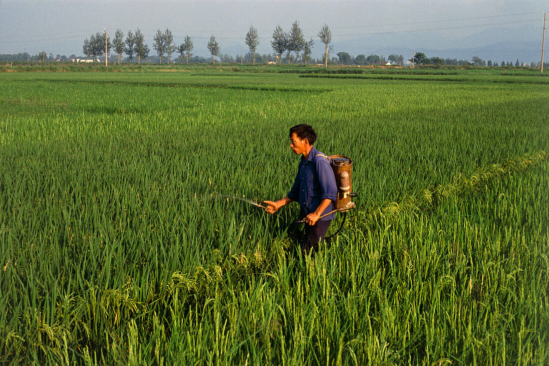 Farmworker spraying pesticide on rice paddy