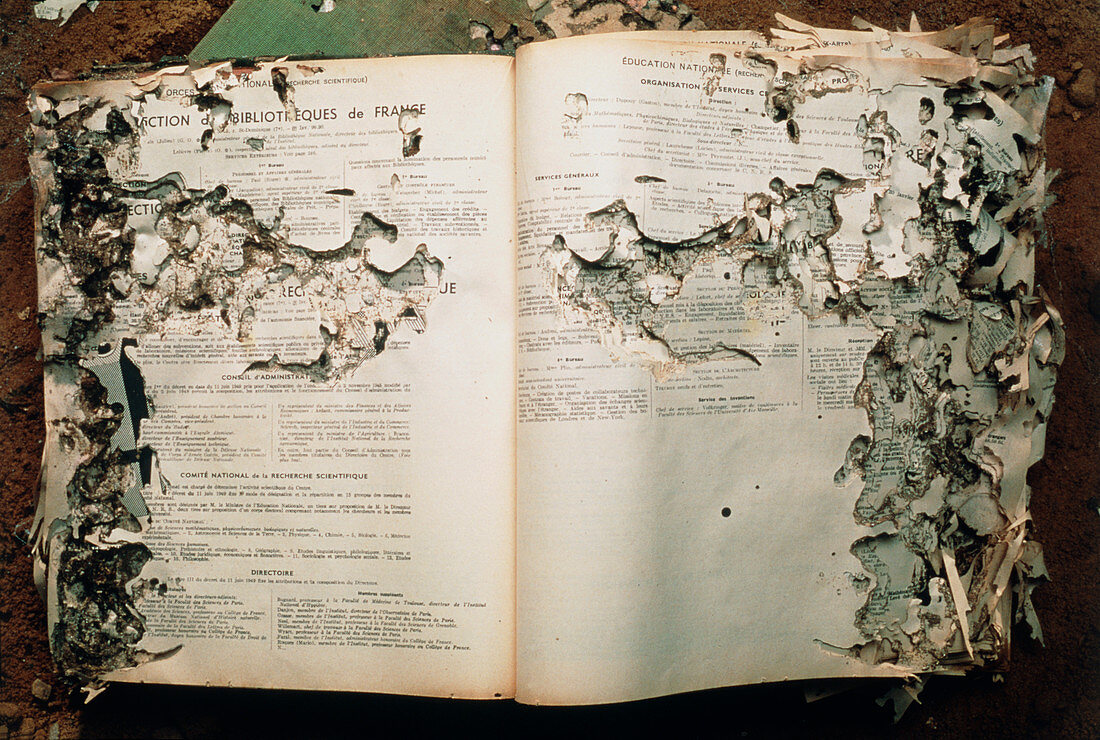 Book damaged by termites