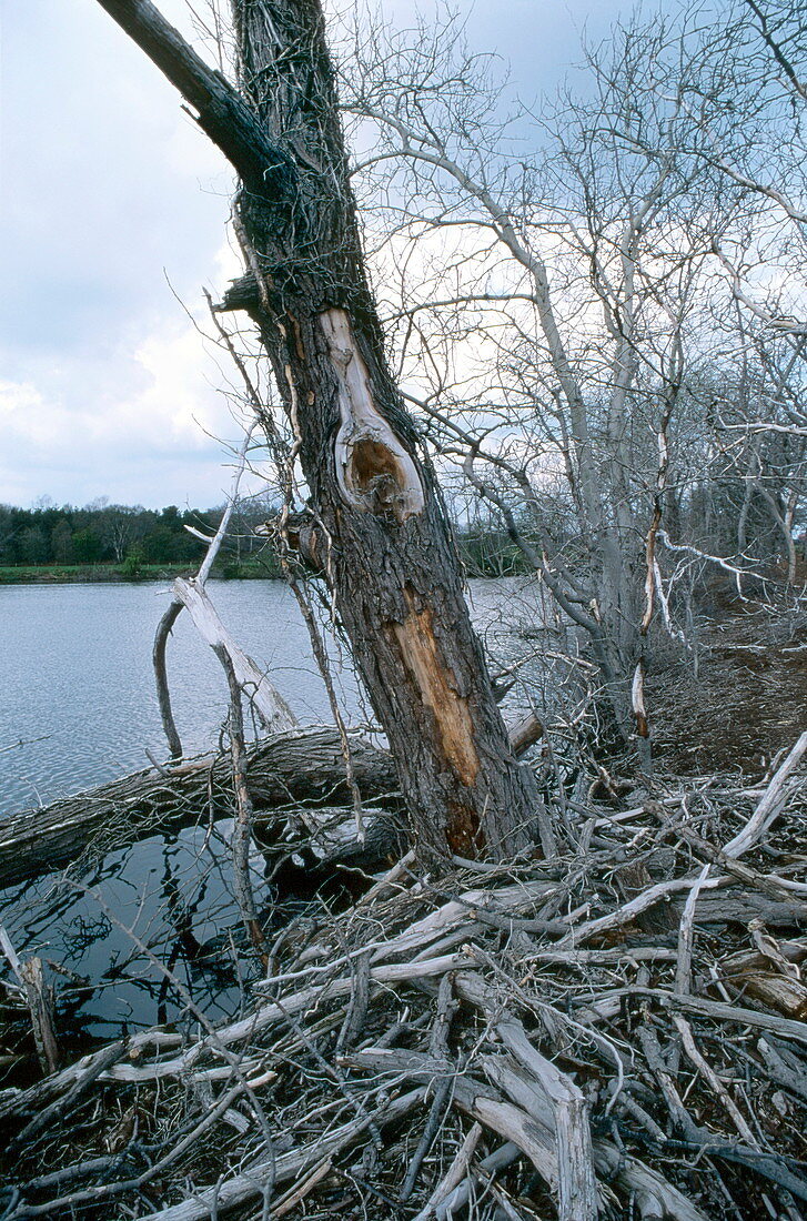 Dead trees