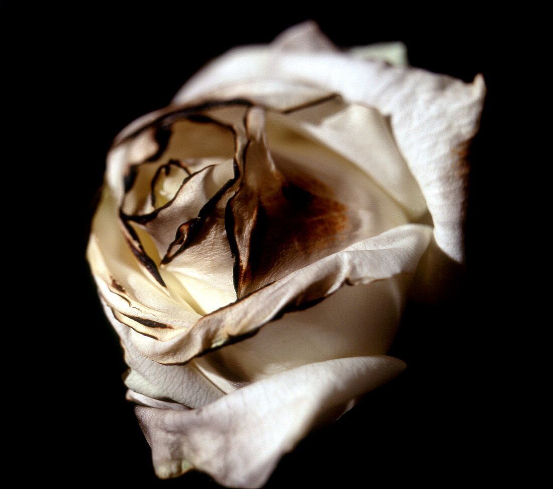 Burnt tea rose