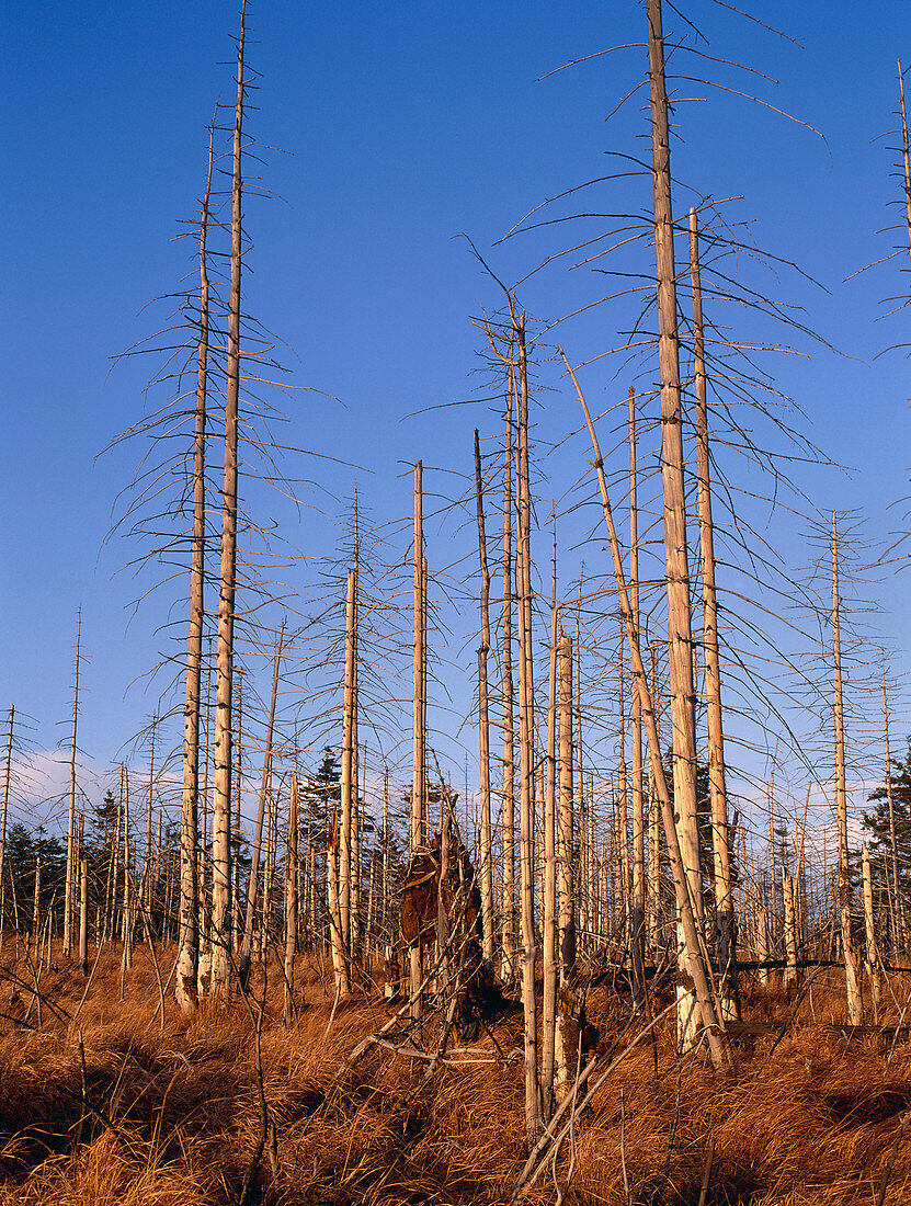 Trees killed by acid rain,Czech Republic