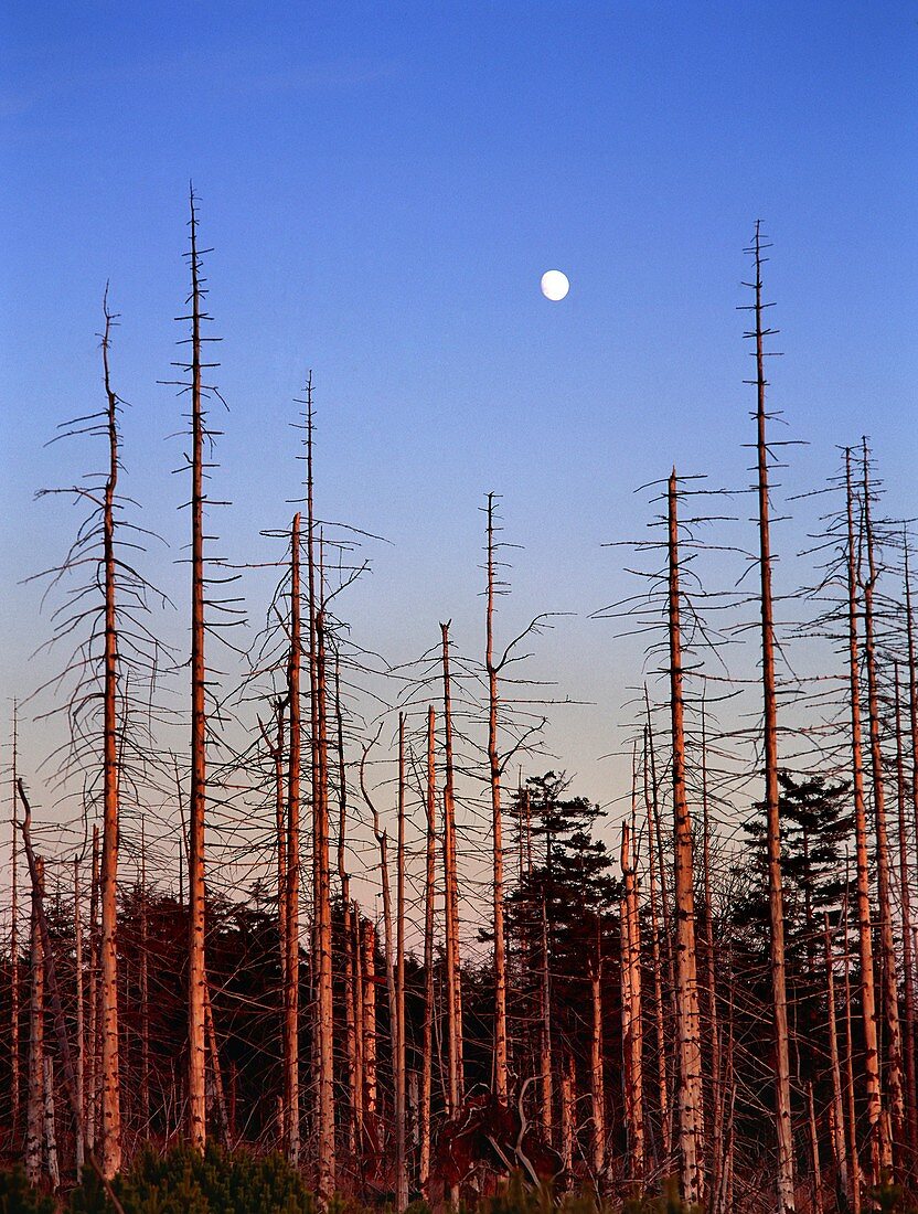 Trees killed by acid rain,Czech Republic