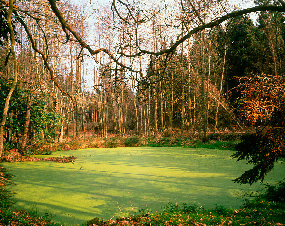 Pond completely covered with green algae