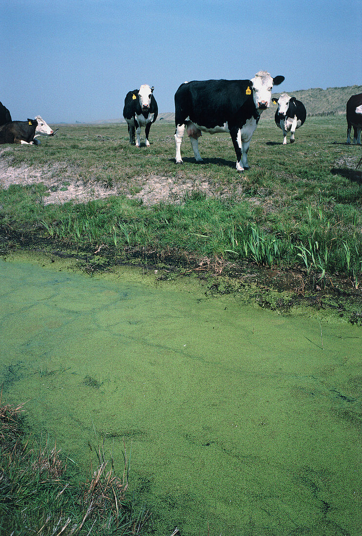 Ditch filled with duckweed,Lemna minor,with cows