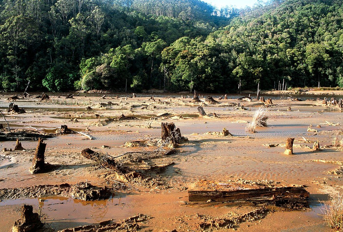 Polluted King River causes deforestation,Tasmania
