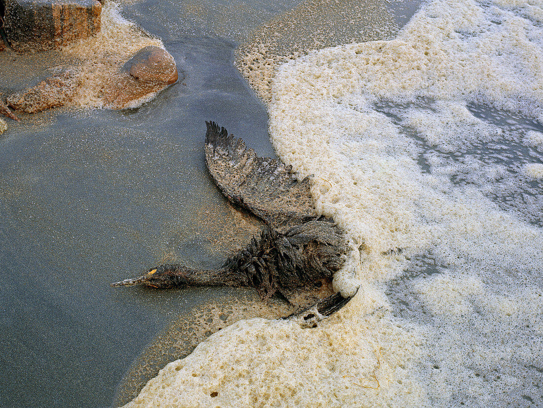 Dead oil-covered bird on beach,Shetland 1993