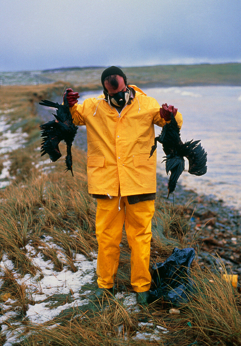 Dead cormorants being collected,Shetland 1993