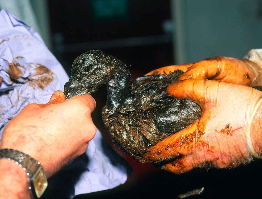 Treatment of a bird contaminated by an oil spill
