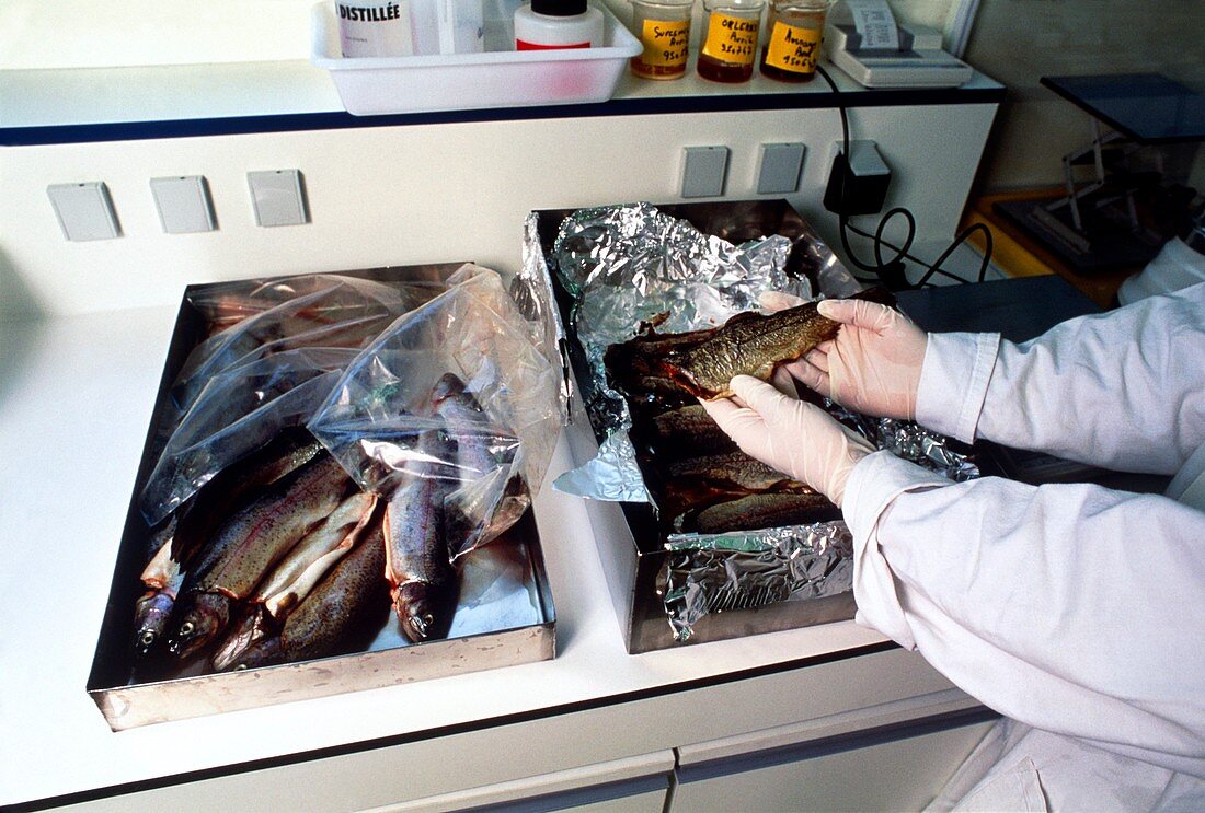 Fish being dried and powdered for radiation tests