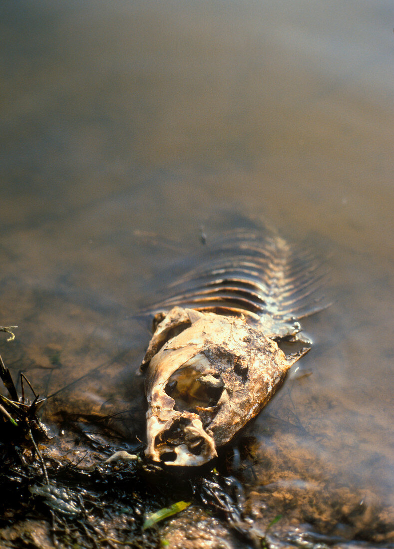 Fish killed by water pollution