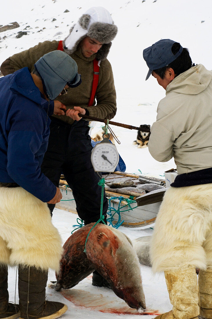 Scientists weighing a seal