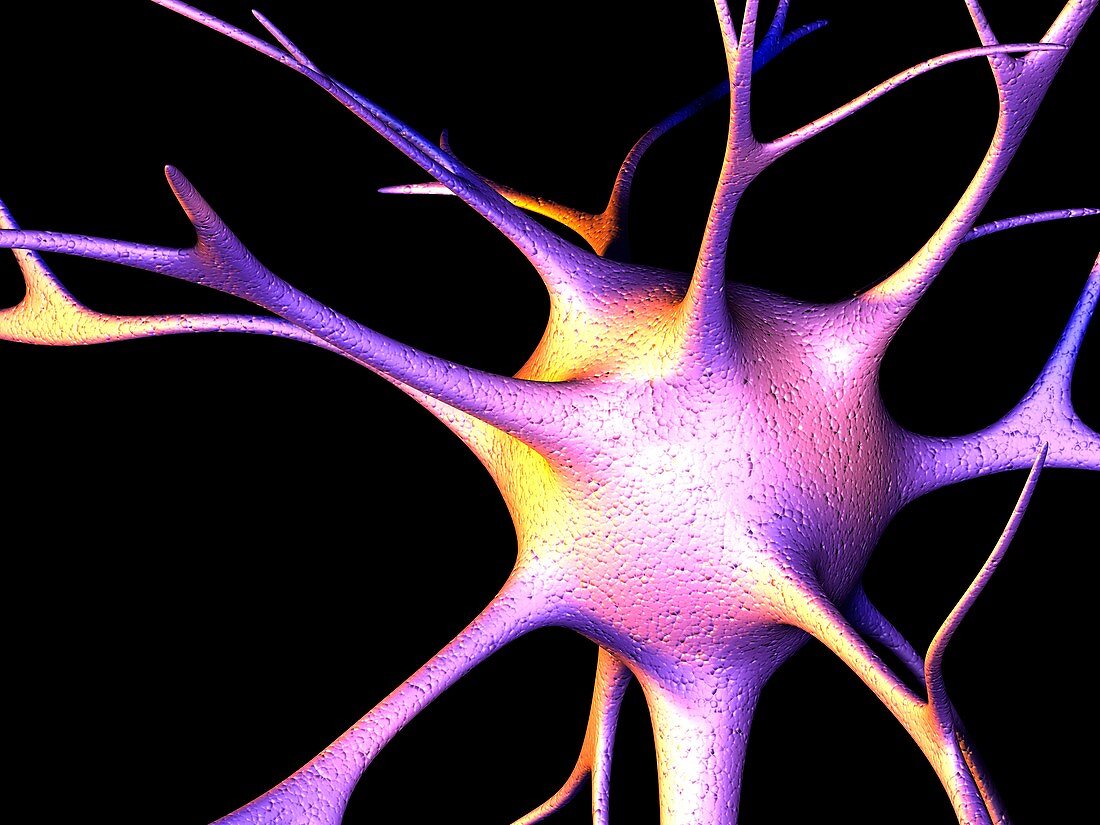 Nerve cell,computer artwork