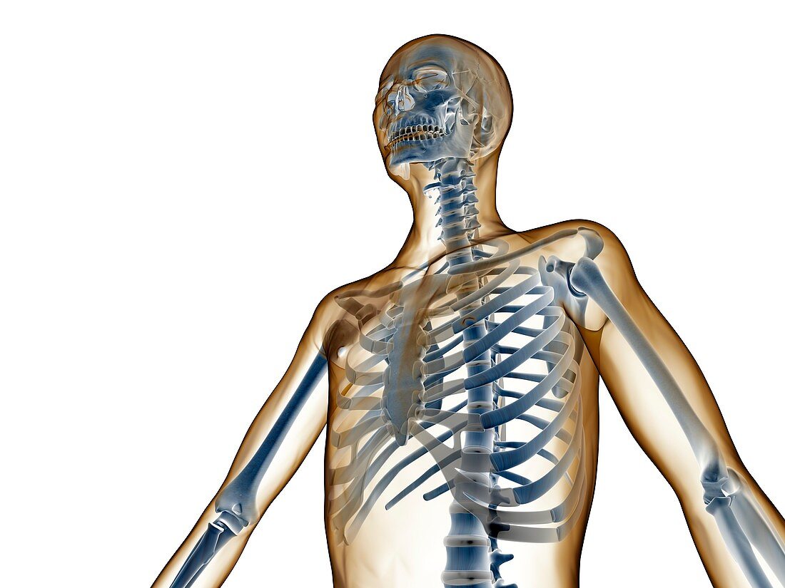 Upper body skeleton,computer artwork