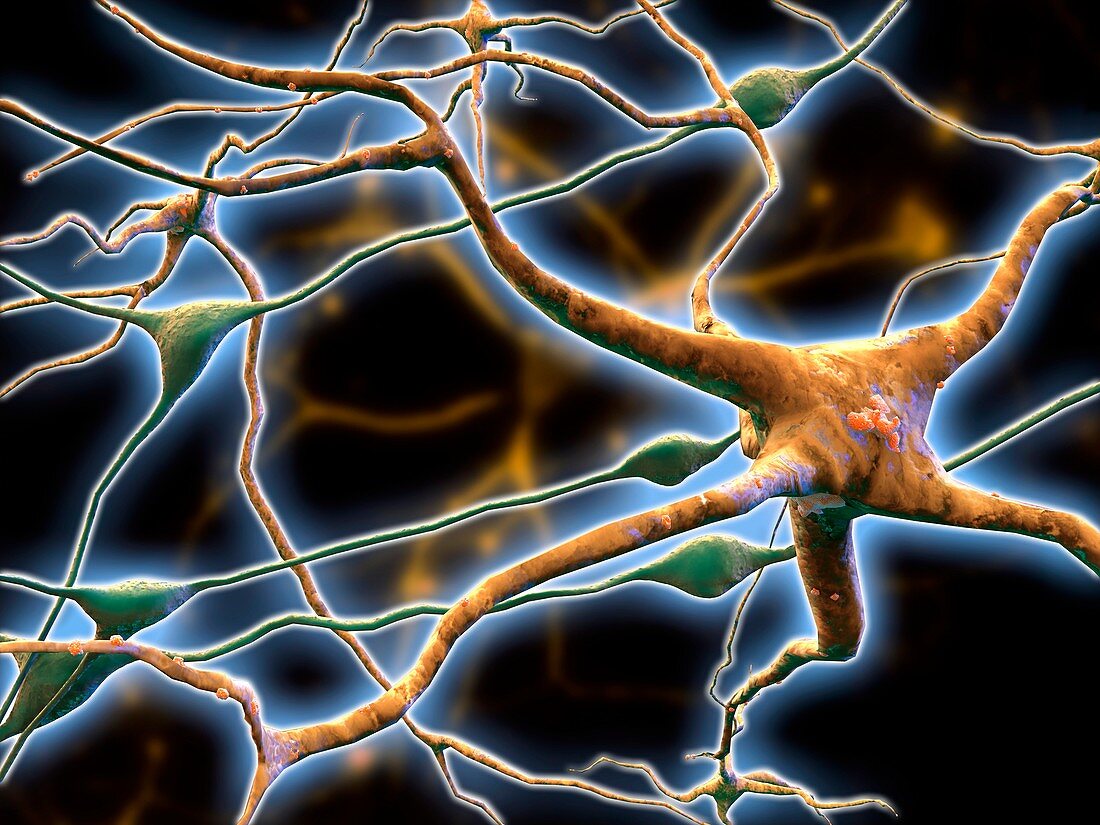 Nerve cells,computer artwork