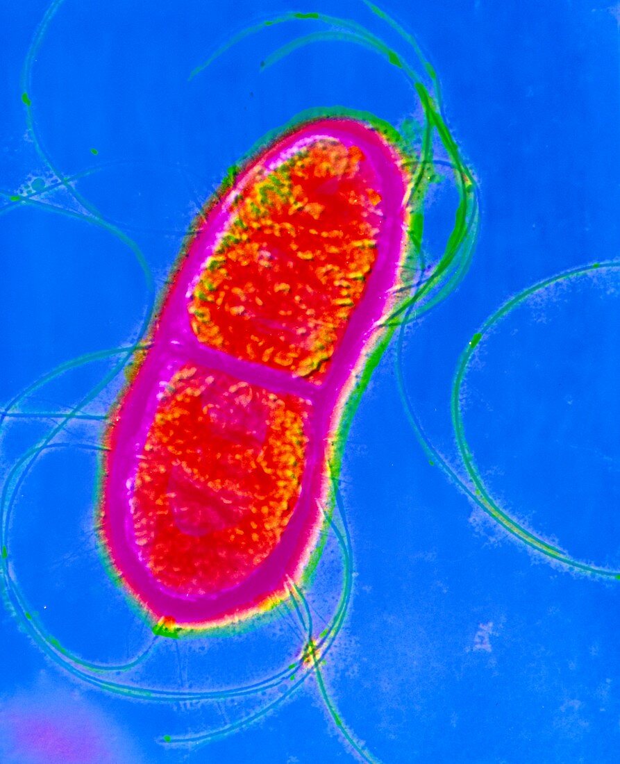 Serratia sp. bacterium dividing