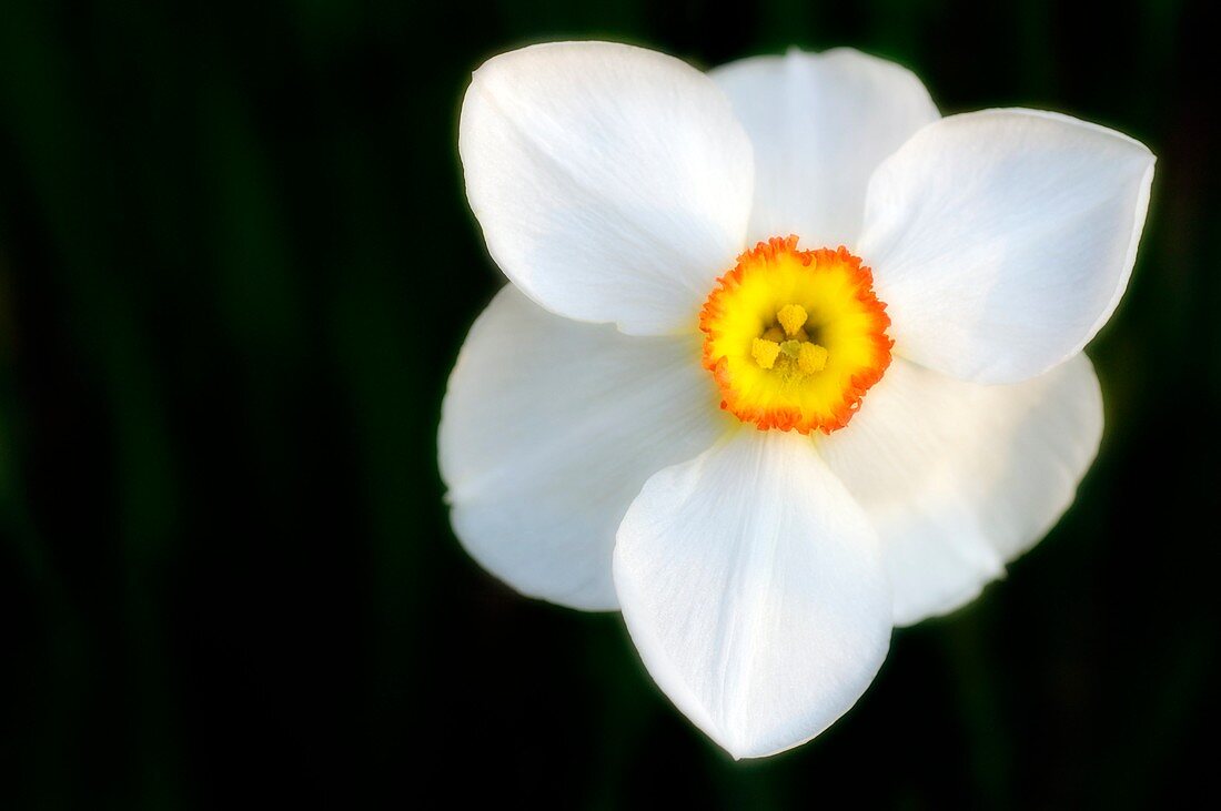 White daffodil (Narcissus poeticus)