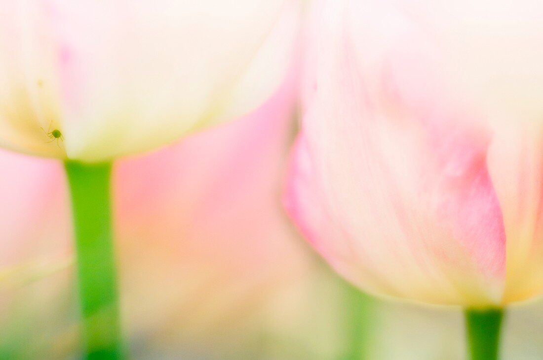 Tulip (Tulipa sp.)