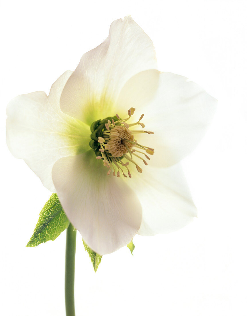 Hellebore flower (Helleborus sp.)