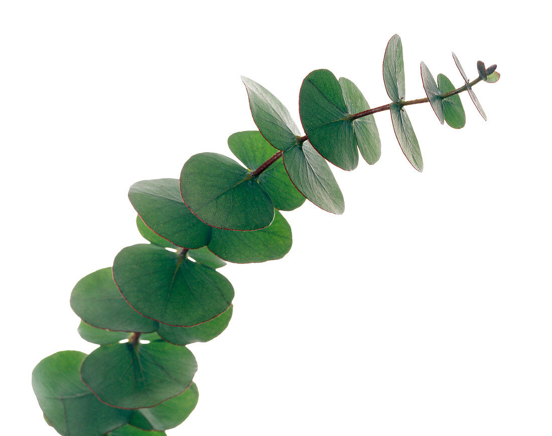 Eucalytpus leaves