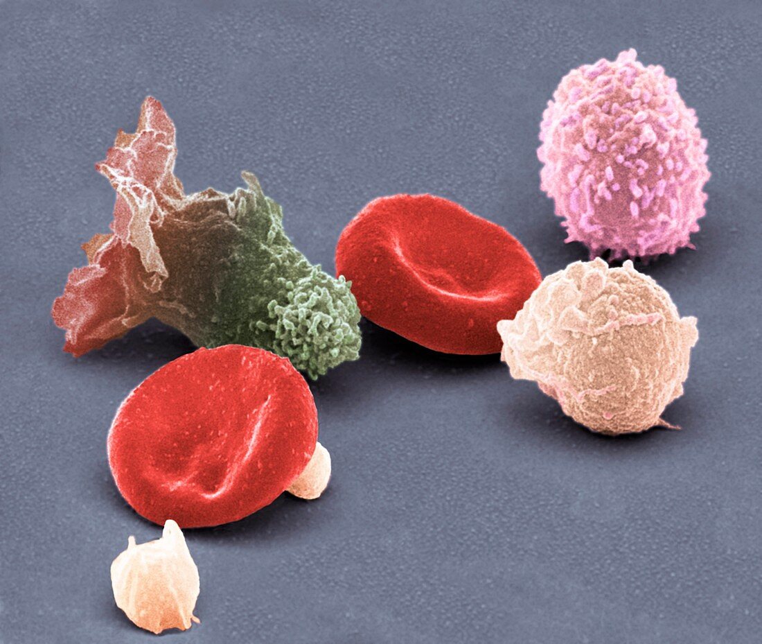 Human blood cells,SEM