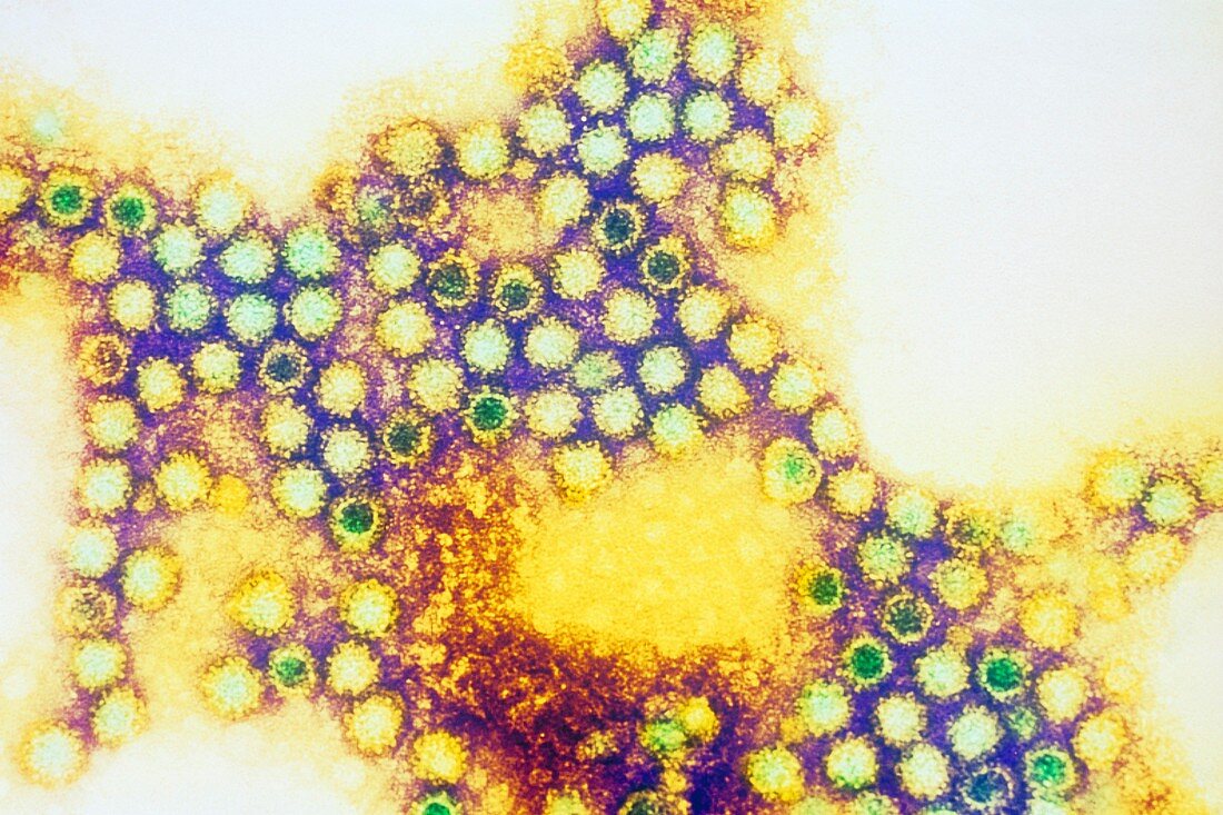Caliciviruses