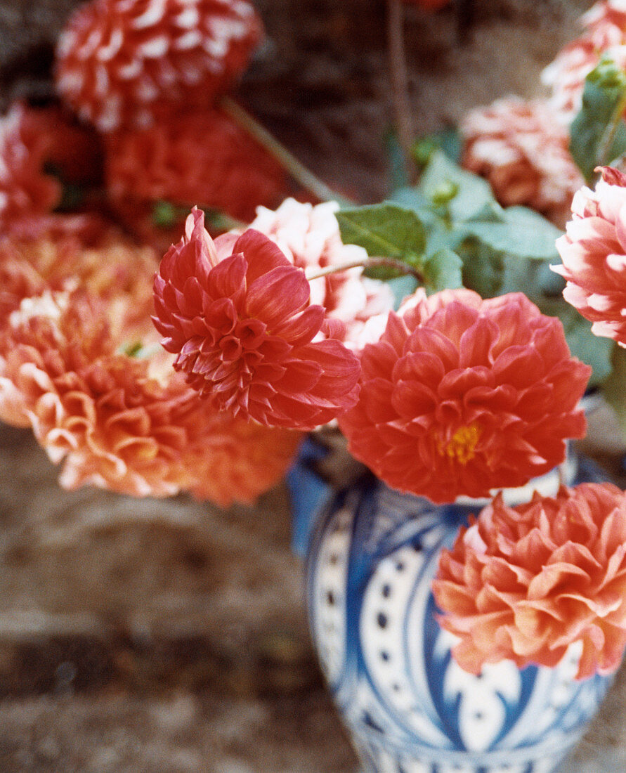 Dahlia flowers