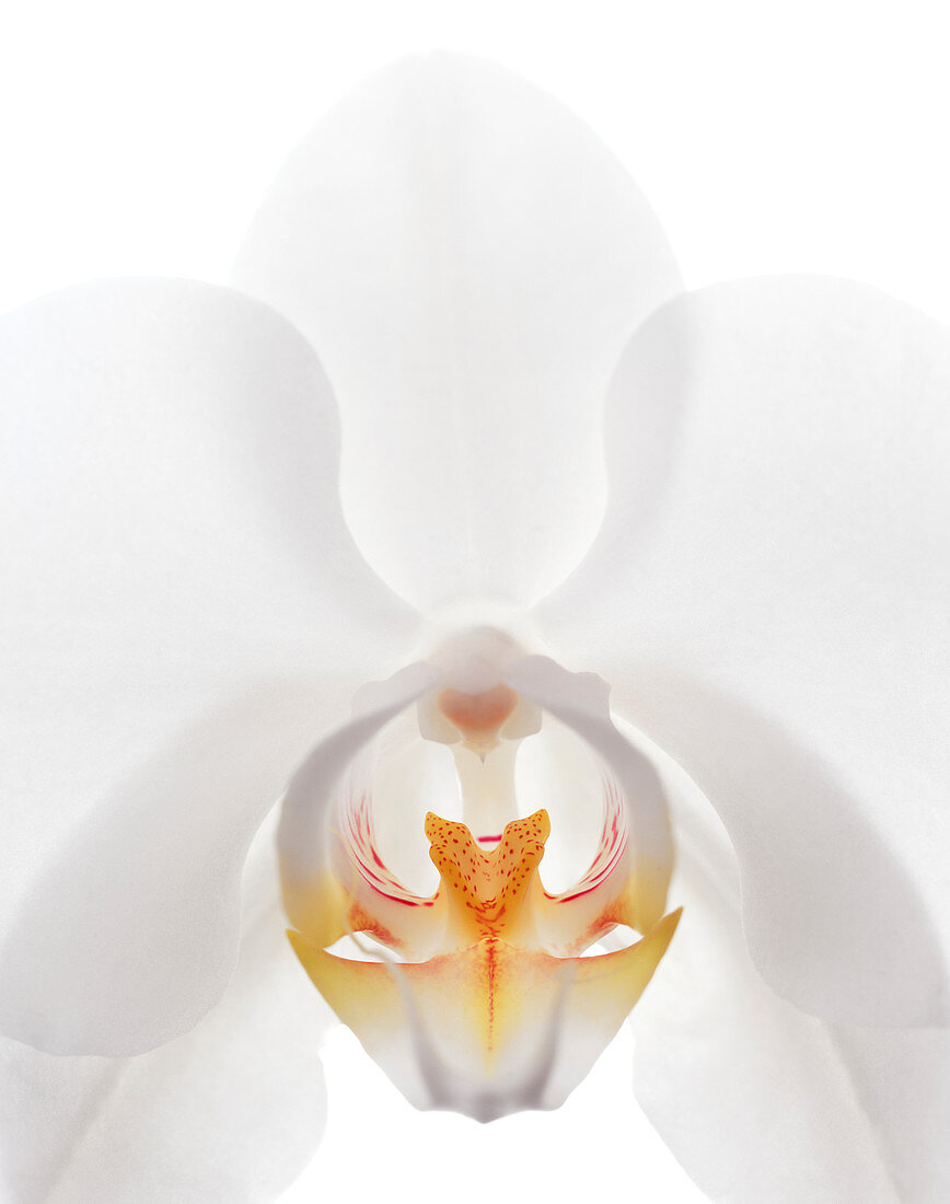 Orchid flower (family Orchidaceae)