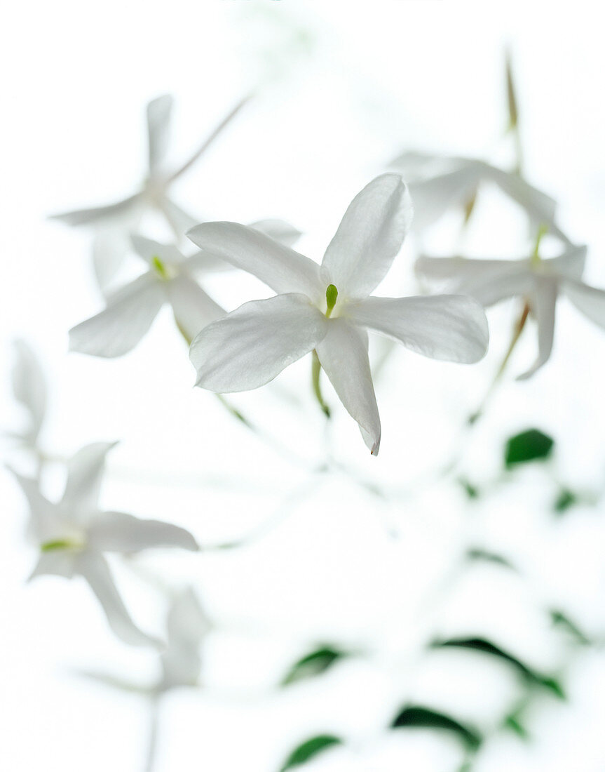 Jasmine flowers (family Oleaceae)