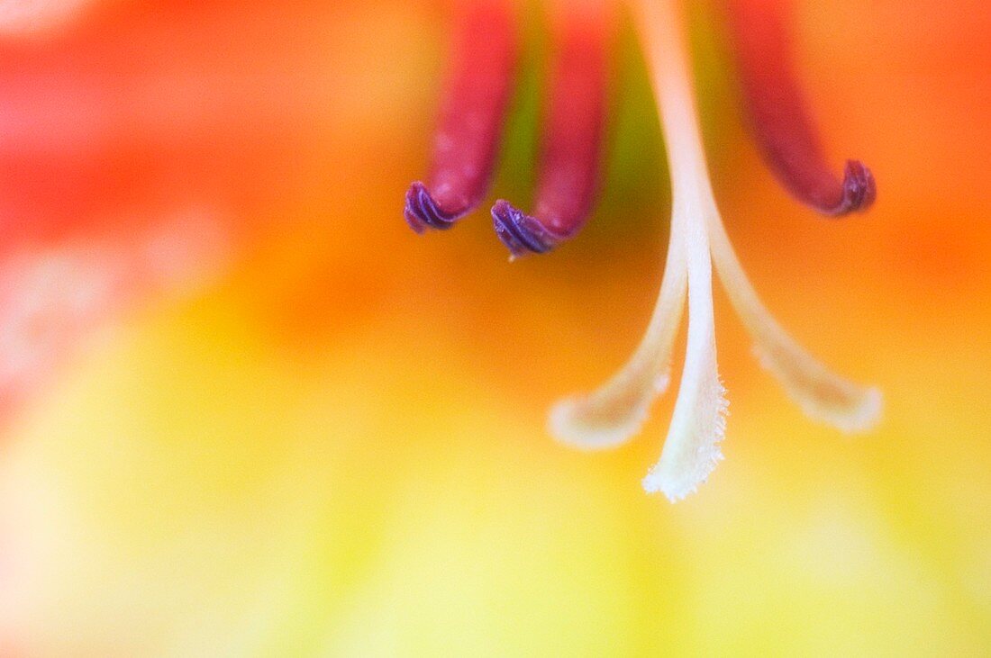 Gladiolus stamens (Gladiolus sp.)