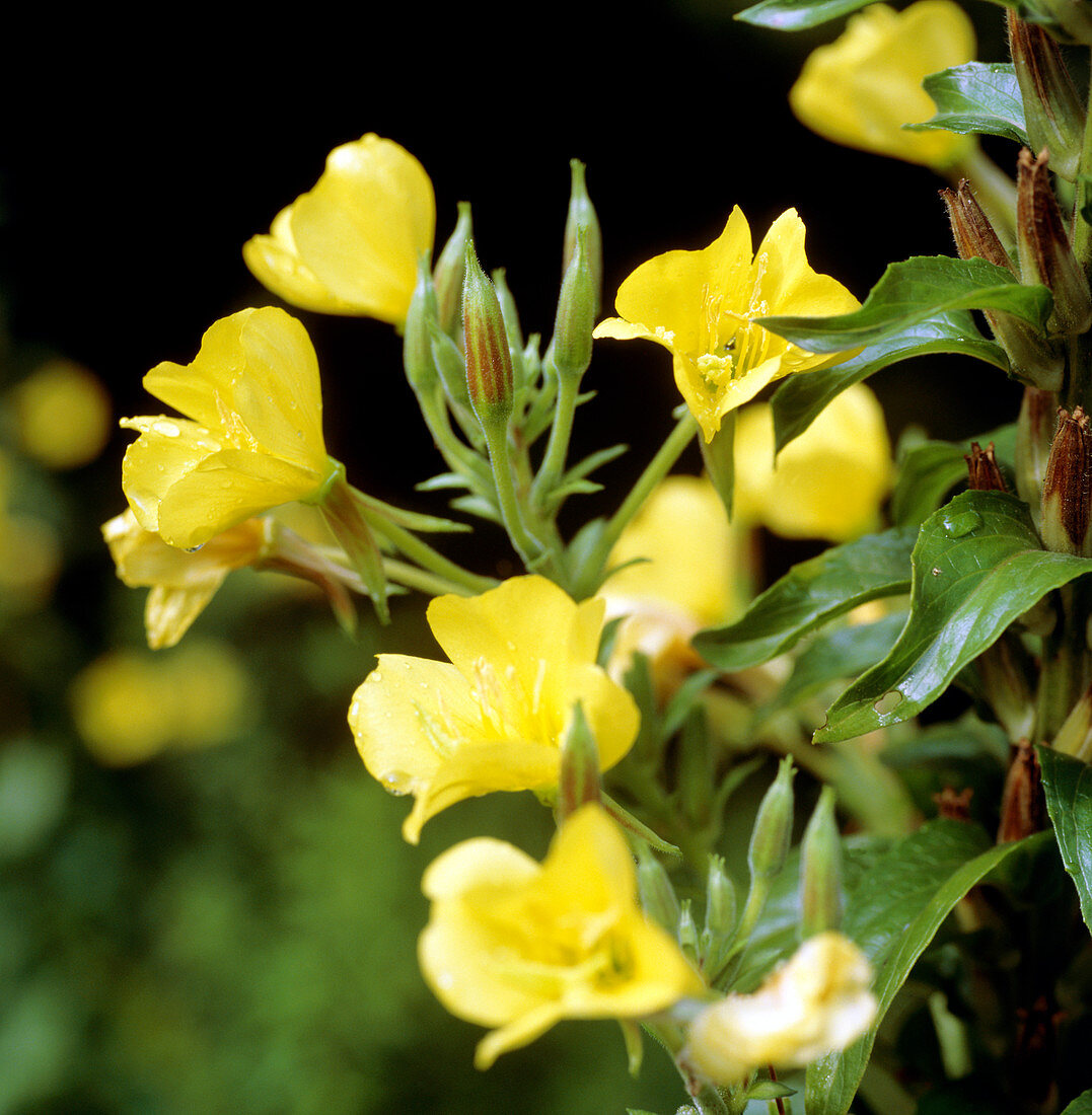 Evening primroses (Oenothera sp.)