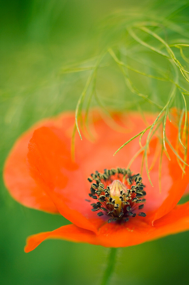 Corn poppy (Papaver rhoeas)