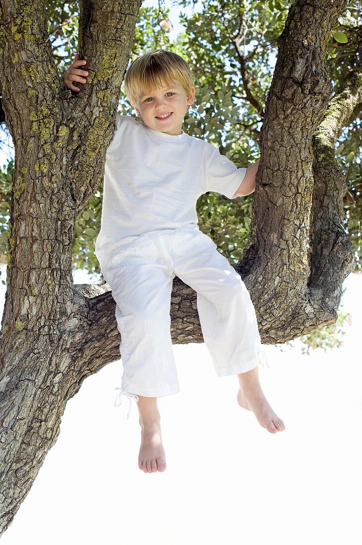 Boy sitting in a tree